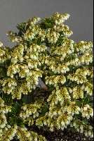 Pieris japonica 'William Buchanan'